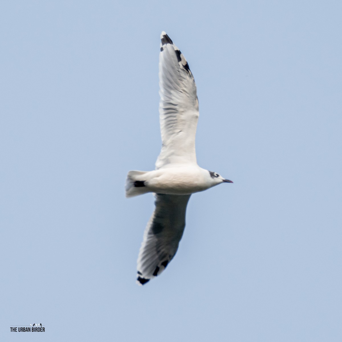 Франклинова чайка - ML641283989
