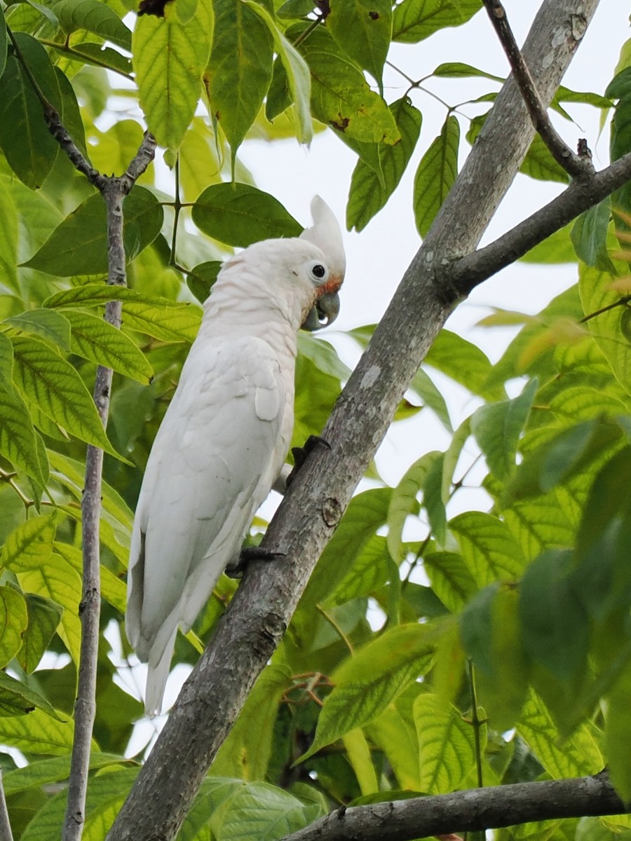 Tanimbar Corella - ML641283990