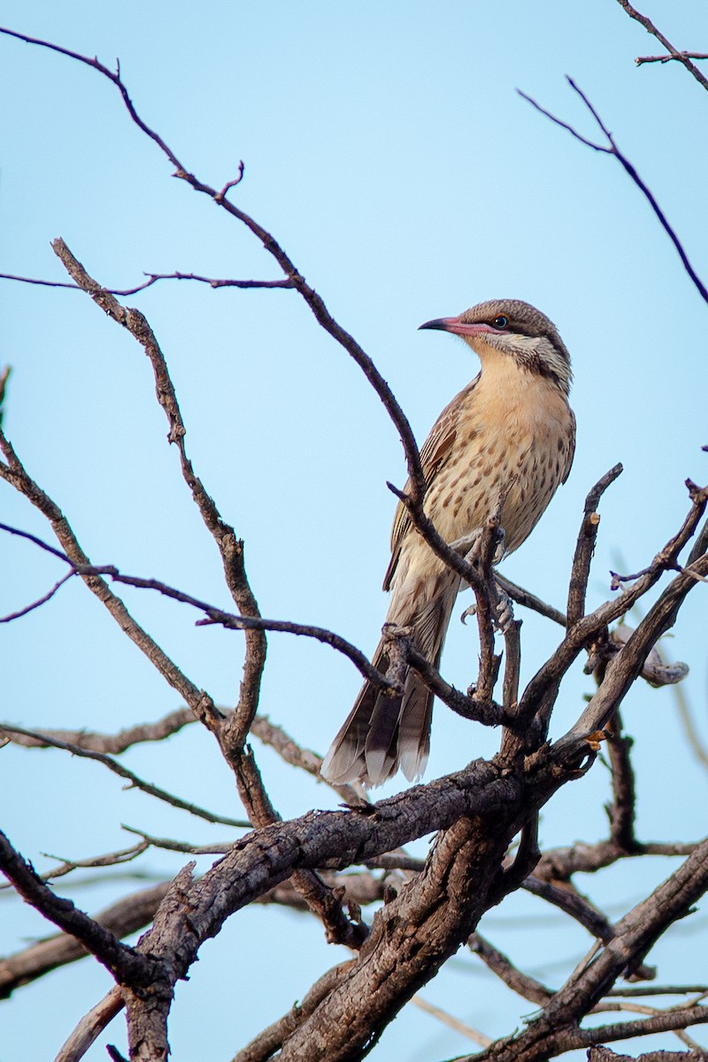 Spiny-cheeked Honeyeater - ML641283992