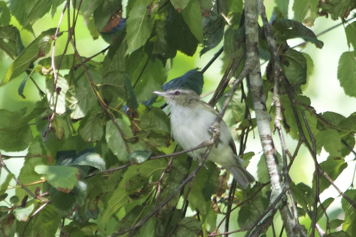 rødøyevireo - ML641283995