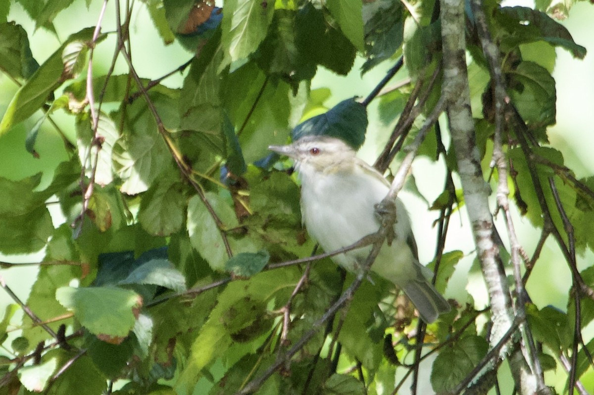 rødøyevireo - ML641283996