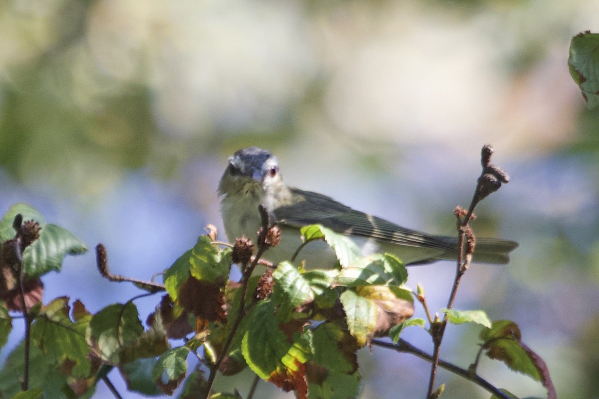 rødøyevireo - ML641284039