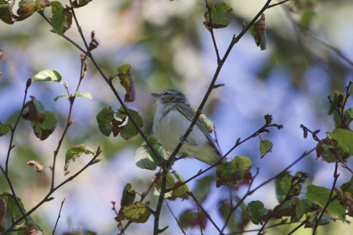 rødøyevireo - ML641284040