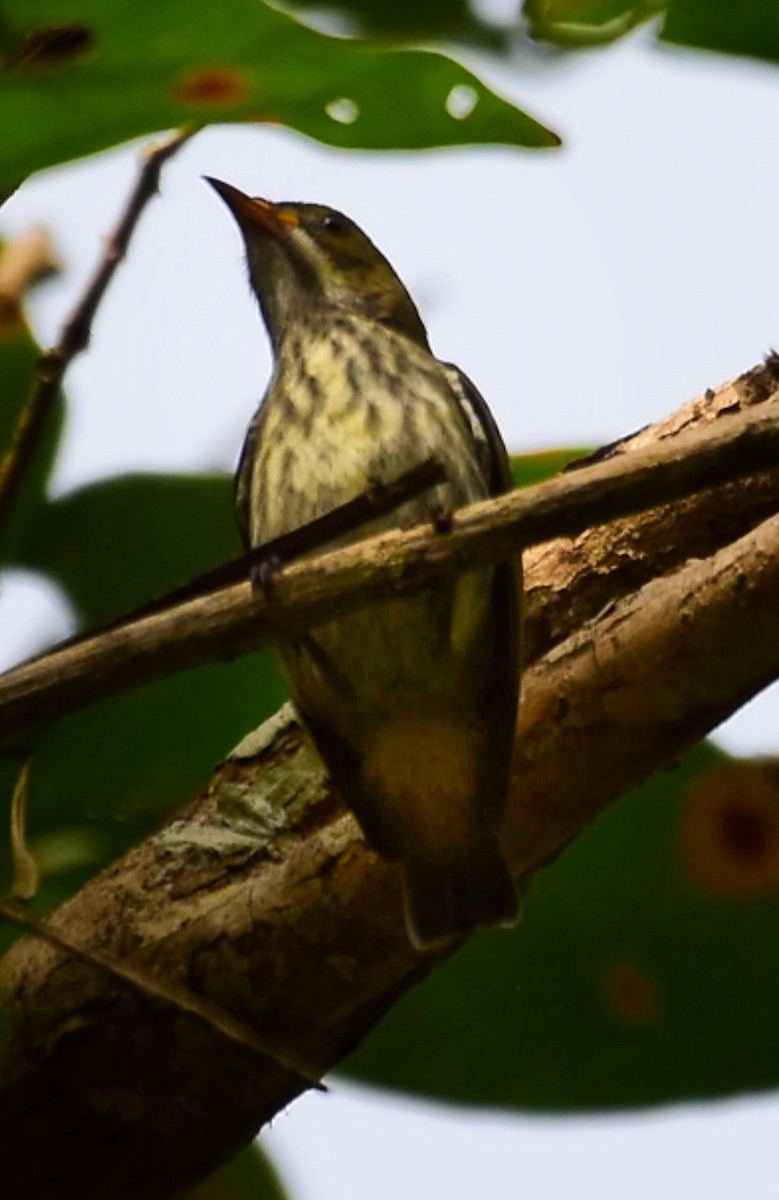 Yellow-vented Flowerpecker - ML641284161