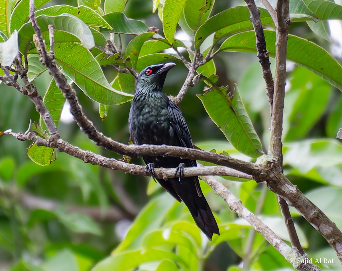 Asian Glossy Starling - ML641284222