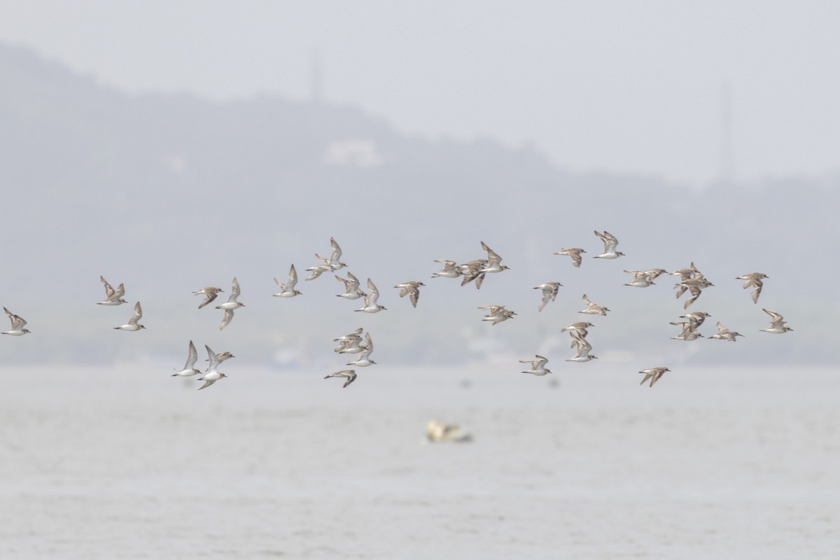 Tibetan Sand-Plover - ML641284249