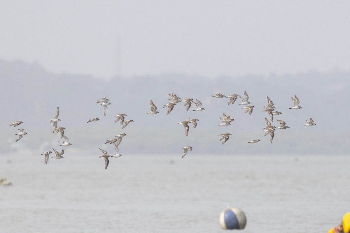 Tibetan Sand-Plover - ML641284250