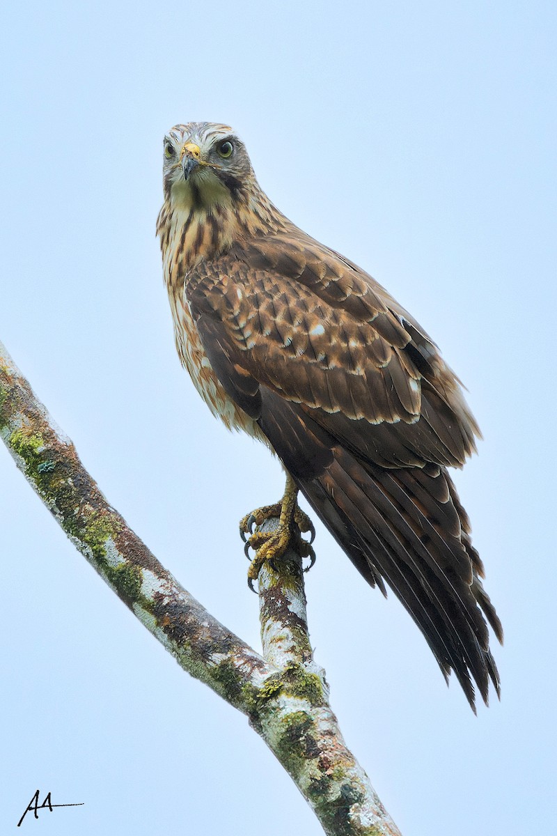 Amurbussard - ML641284274