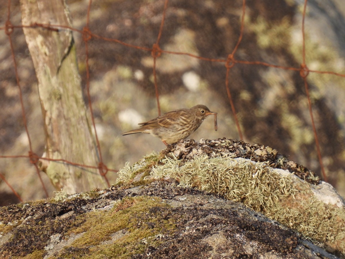 Rock Pipit - ML641284297