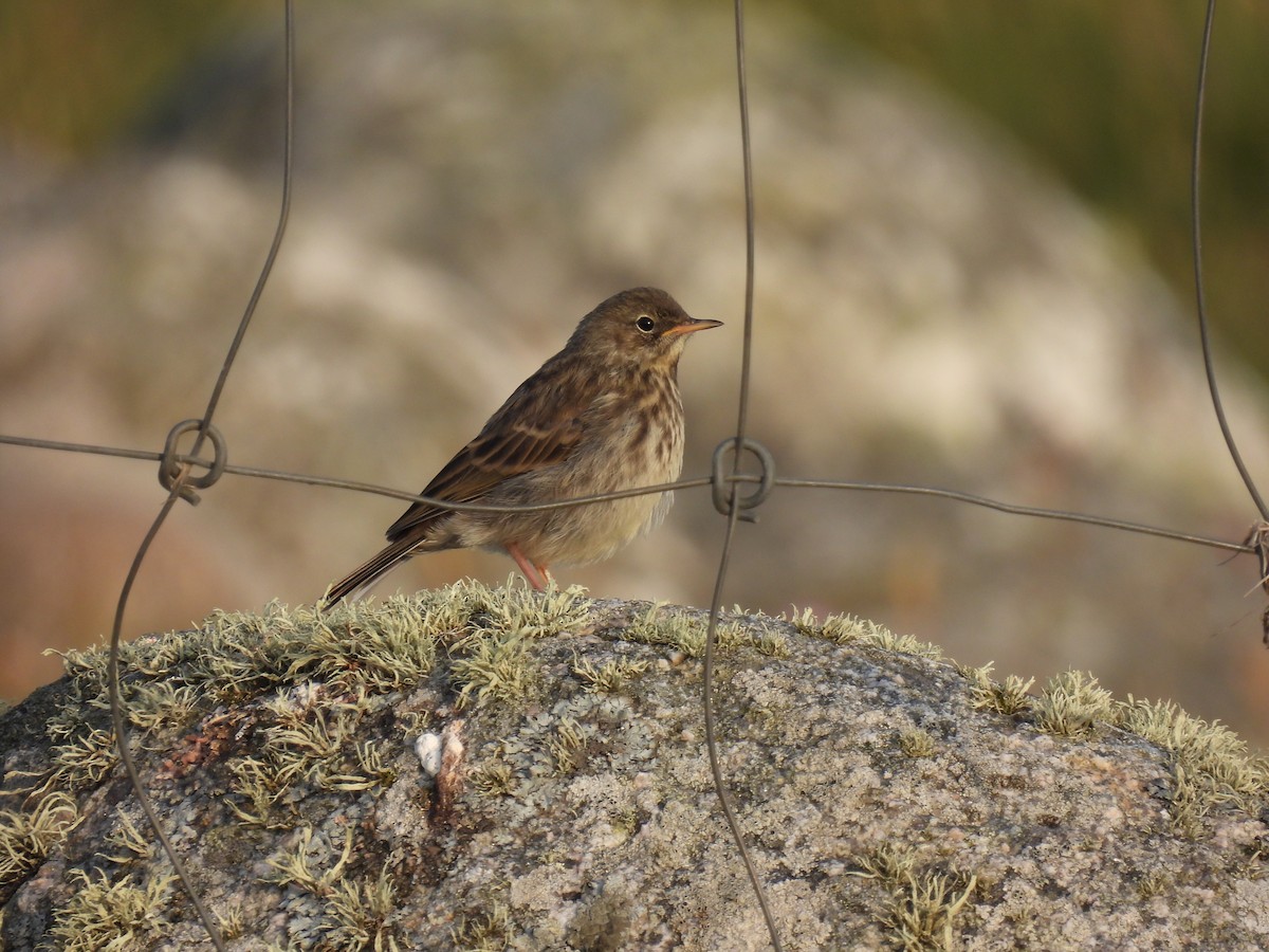 Rock Pipit - ML641284298
