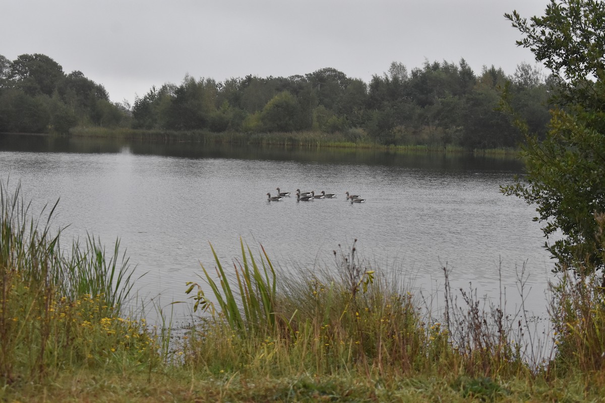Graylag Goose - ML641284318