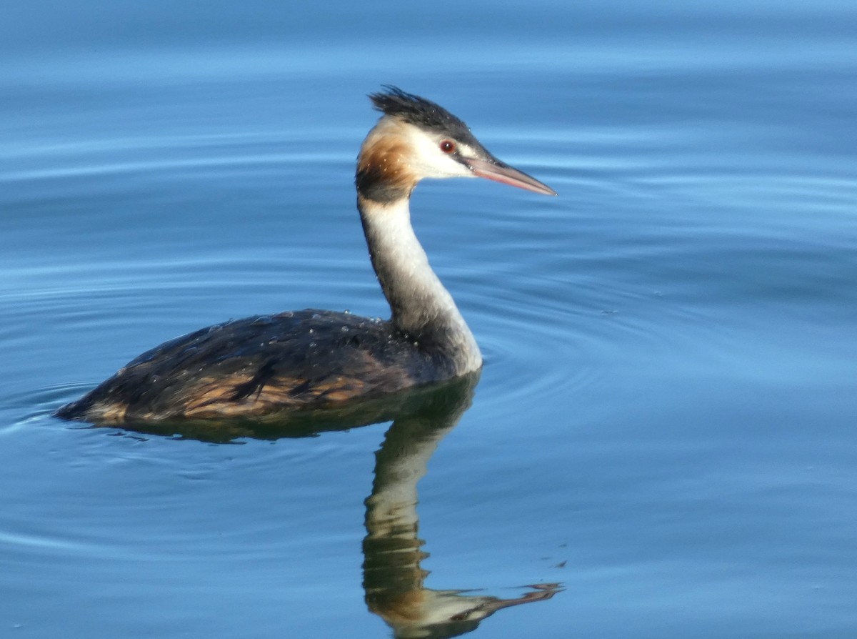 Great Crested Grebe - ML641284340