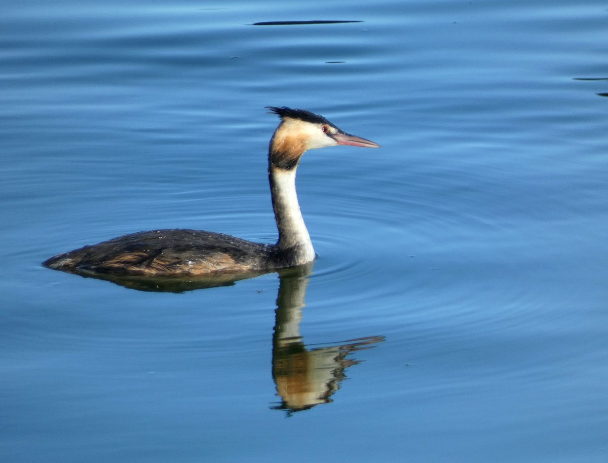 Great Crested Grebe - ML641284350