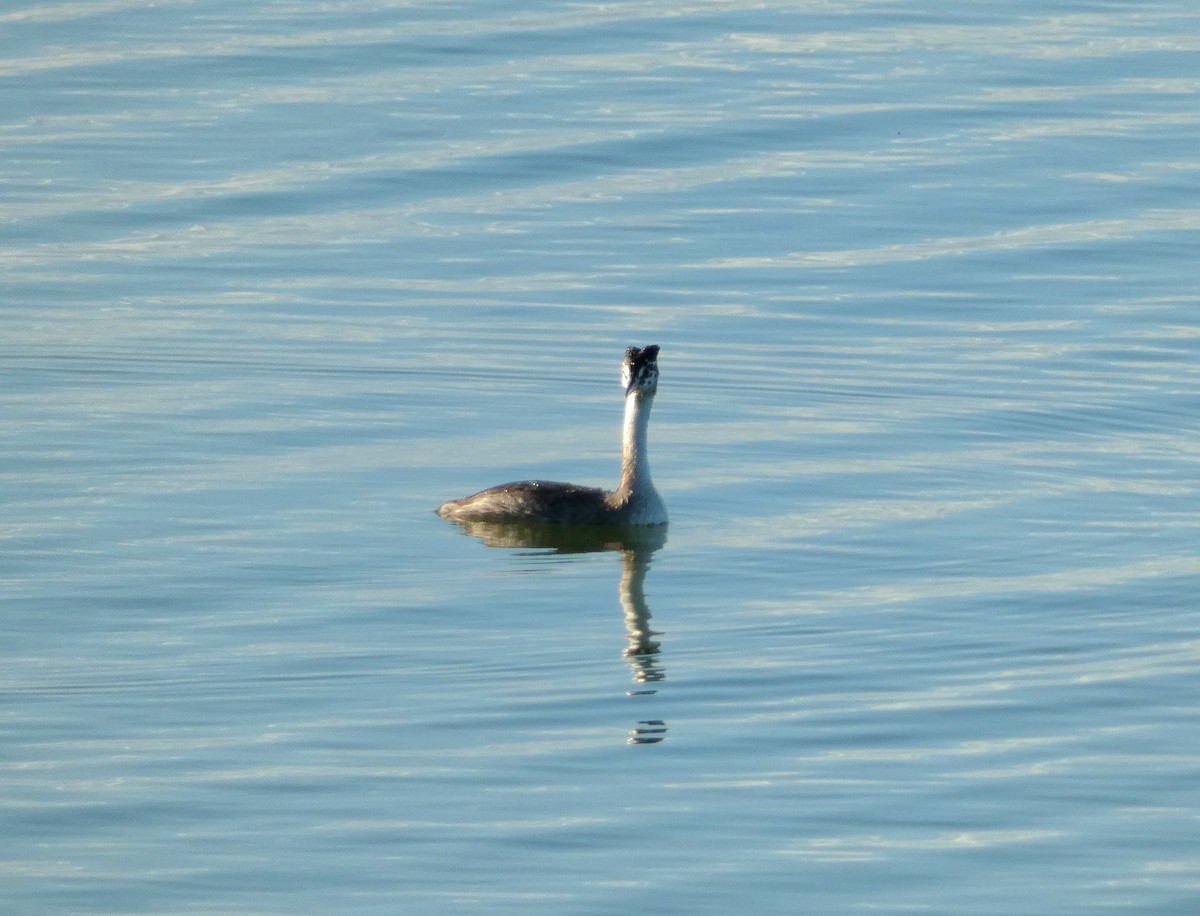Great Crested Grebe - ML641284352