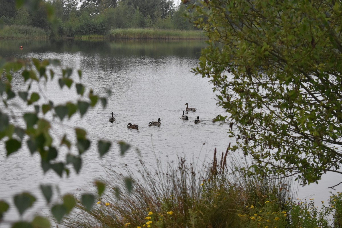 Mallard - ML641284354