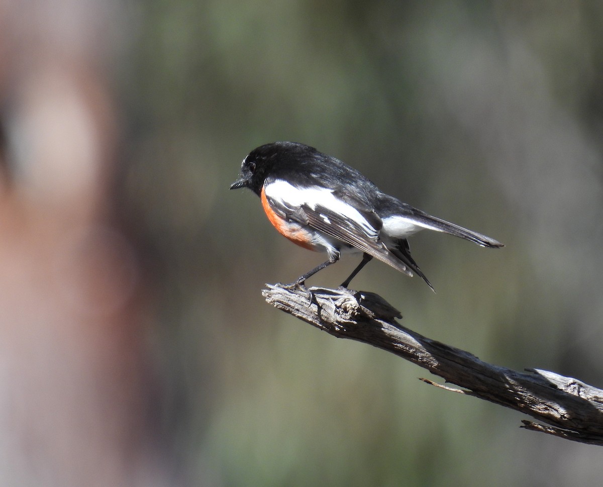 Scarlet Robin - ML641284356