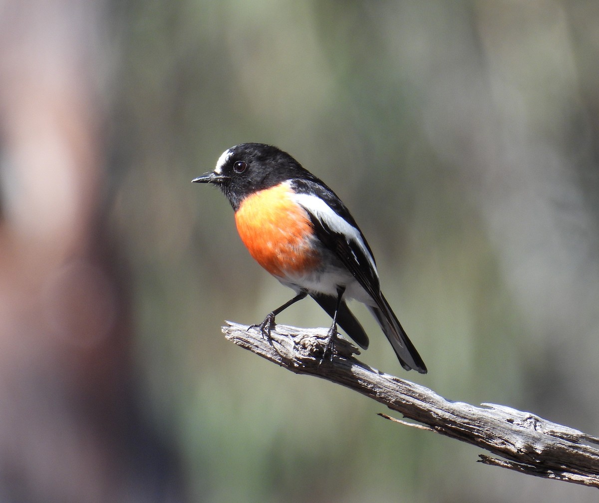 Scarlet Robin - ML641284357
