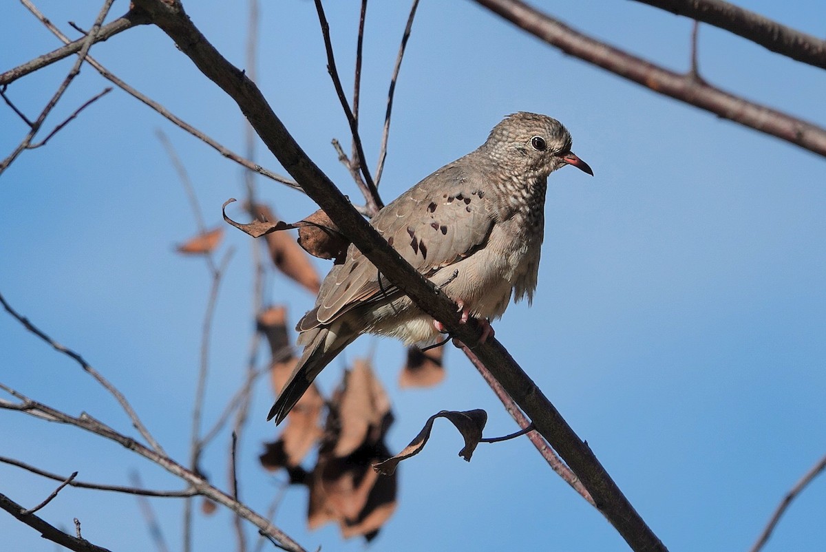Common Ground Dove - ML641284364