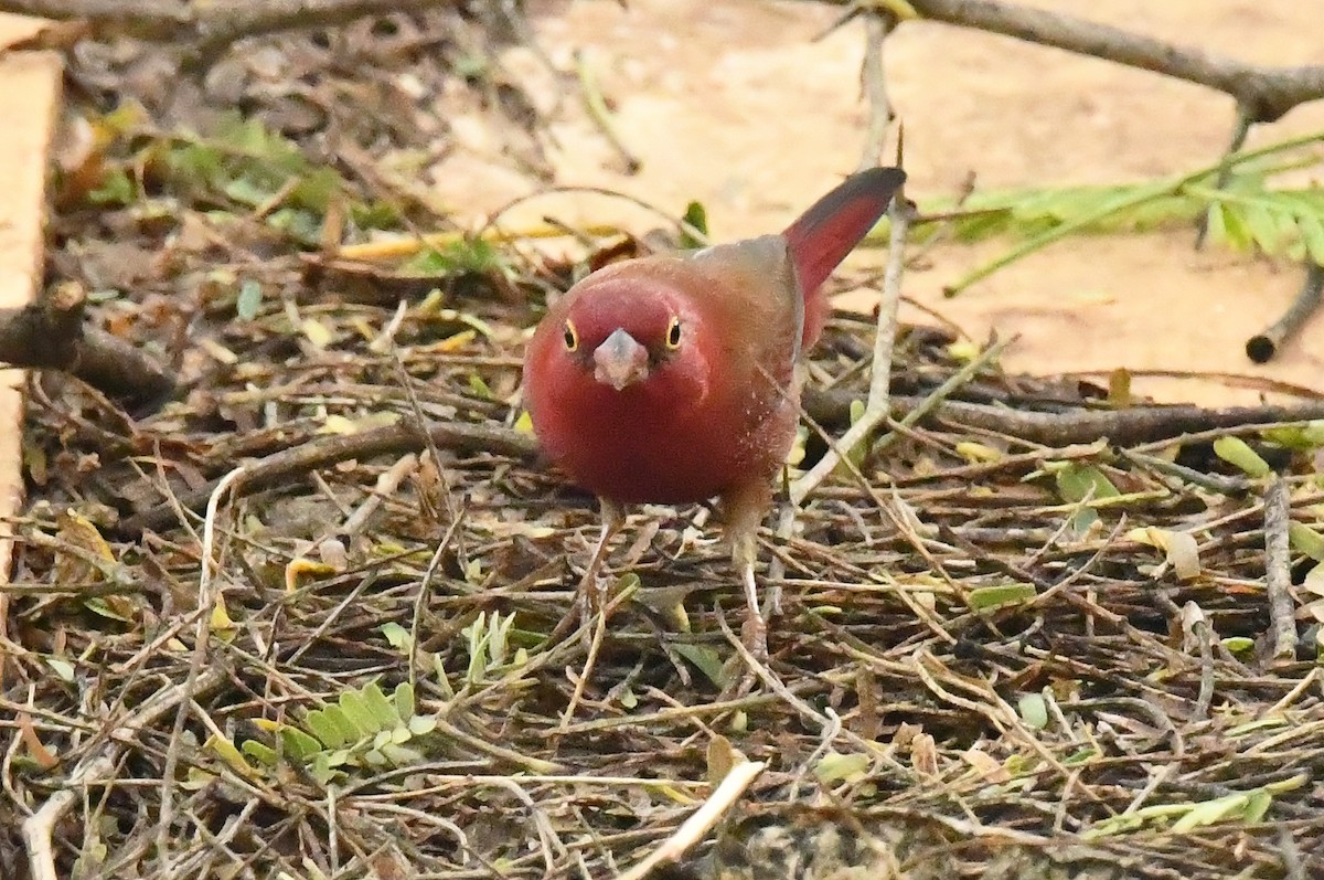 Red-billed Firefinch - ML641284366