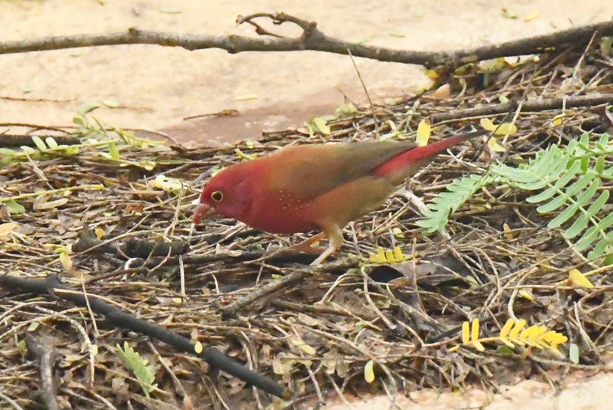 Red-billed Firefinch - ML641284369
