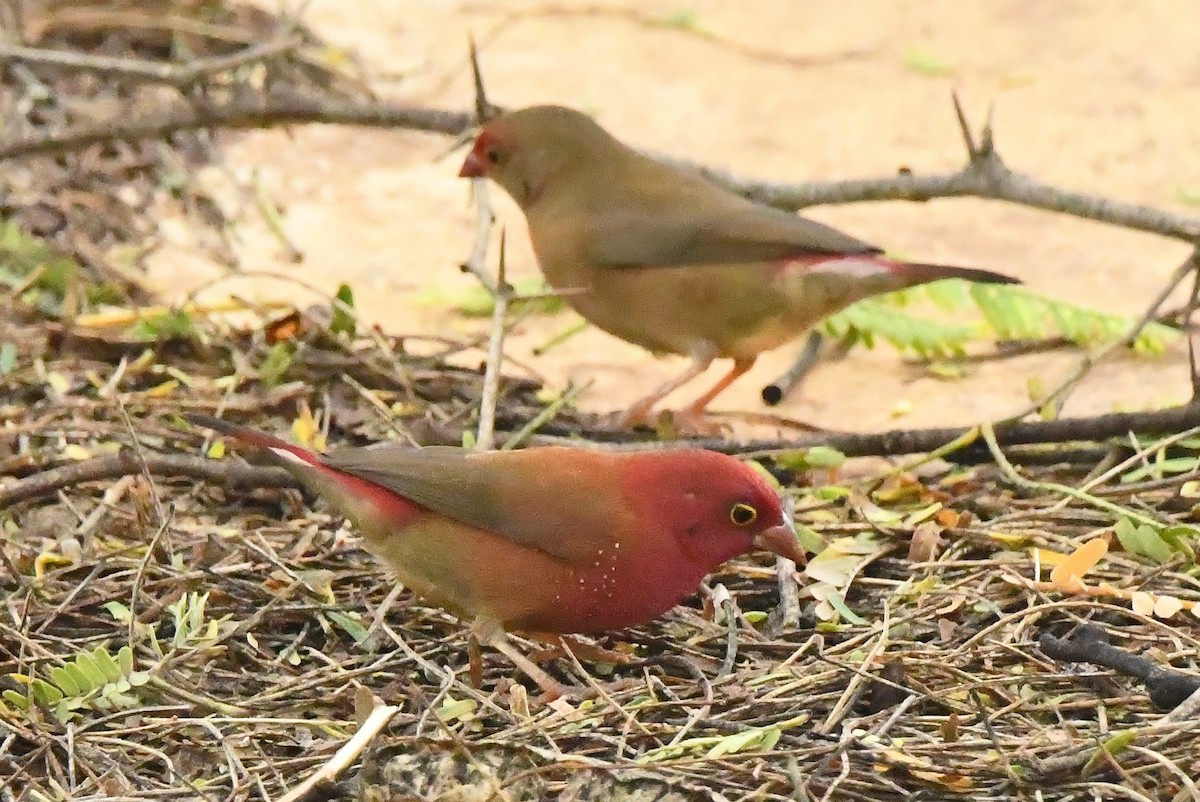 Red-billed Firefinch - ML641284370