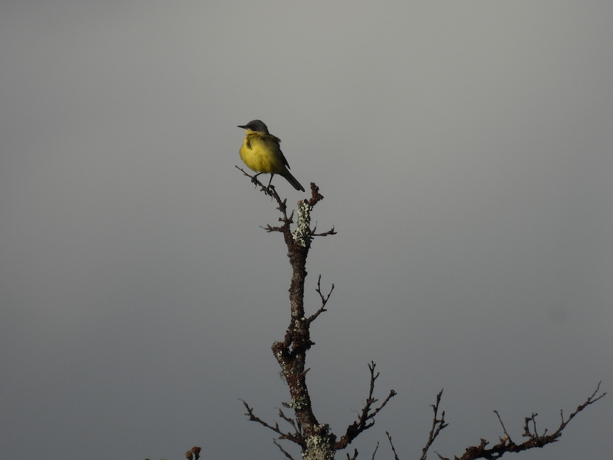 Western Yellow Wagtail - ML641284374