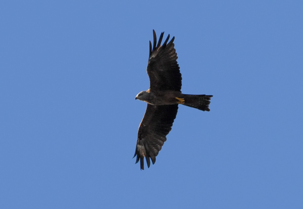 Black Kite - ML641284375