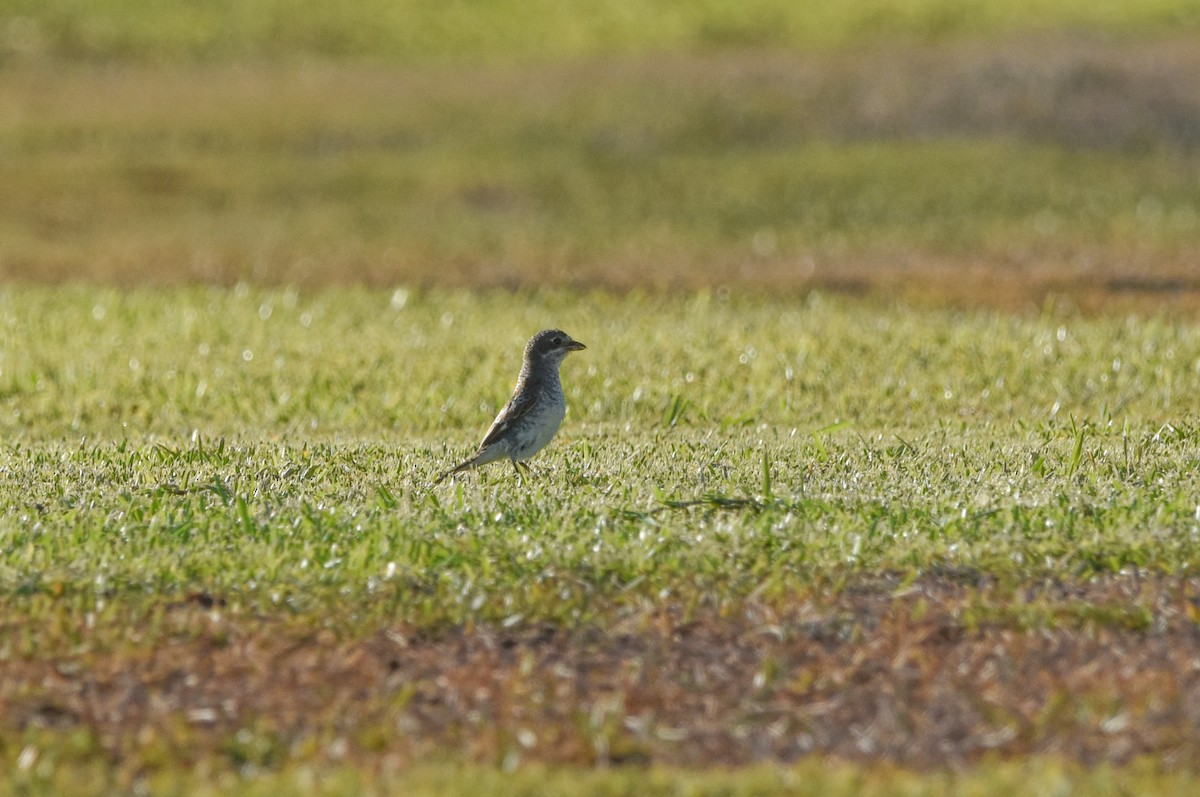 Woodchat Shrike - ML641284376