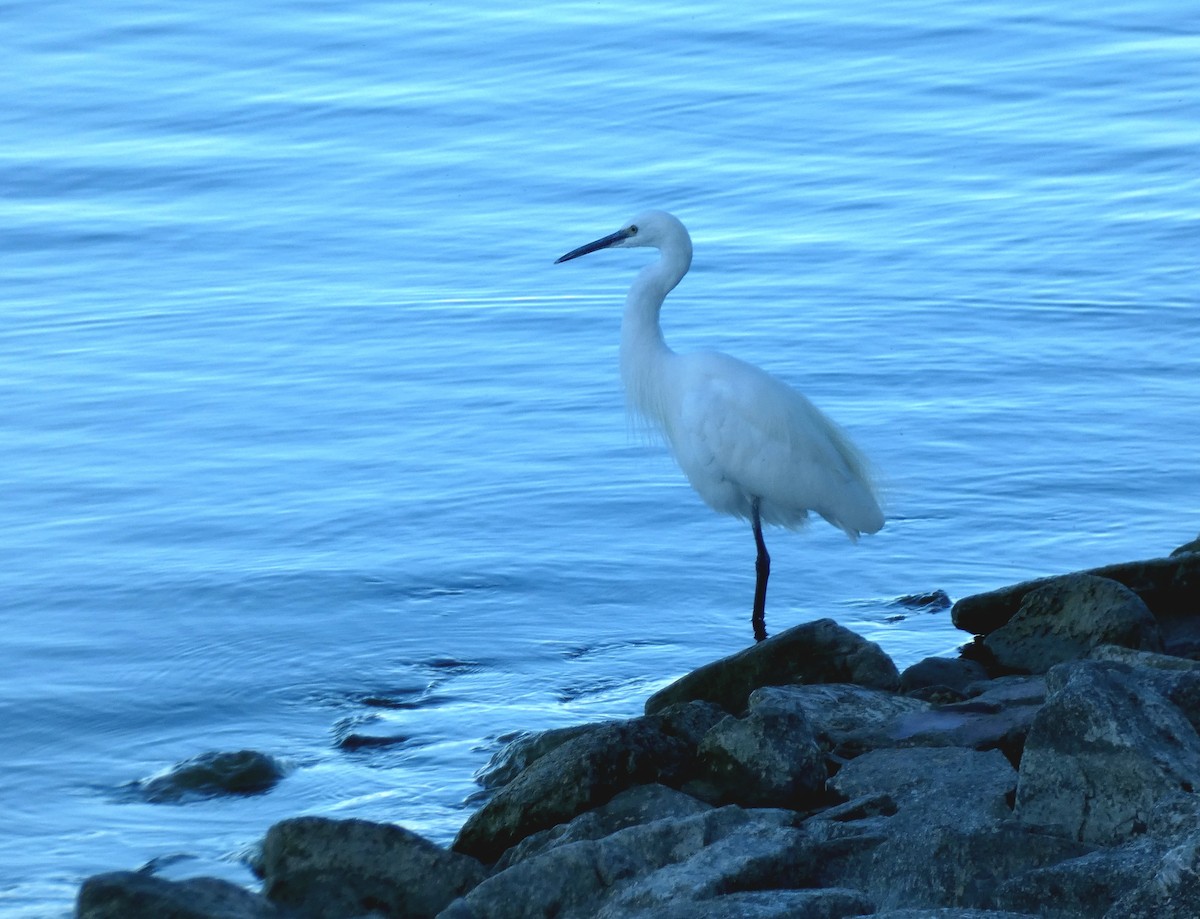 Little Egret - ML641284384