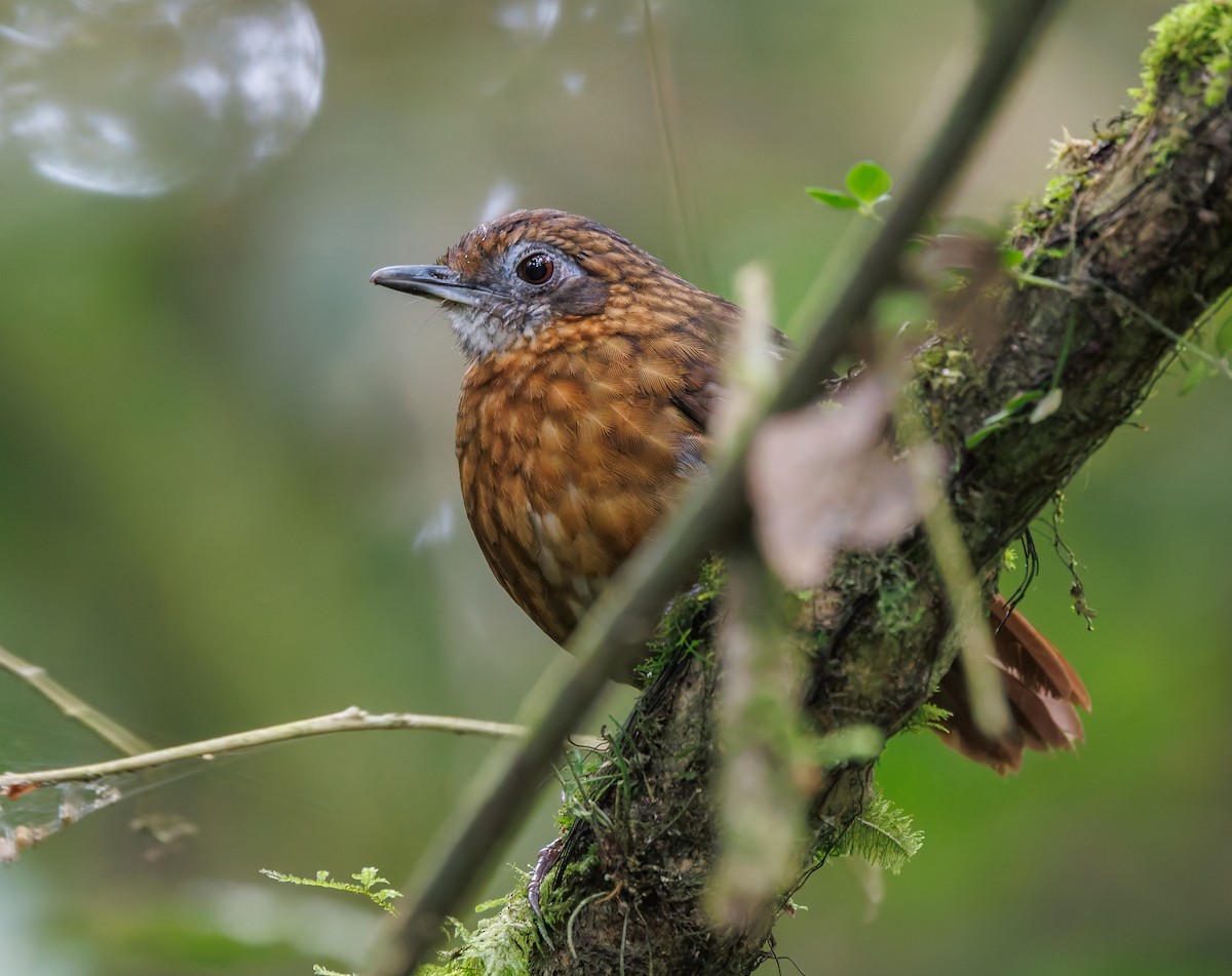 Rusty-breasted Wren-Babbler - ML641284394
