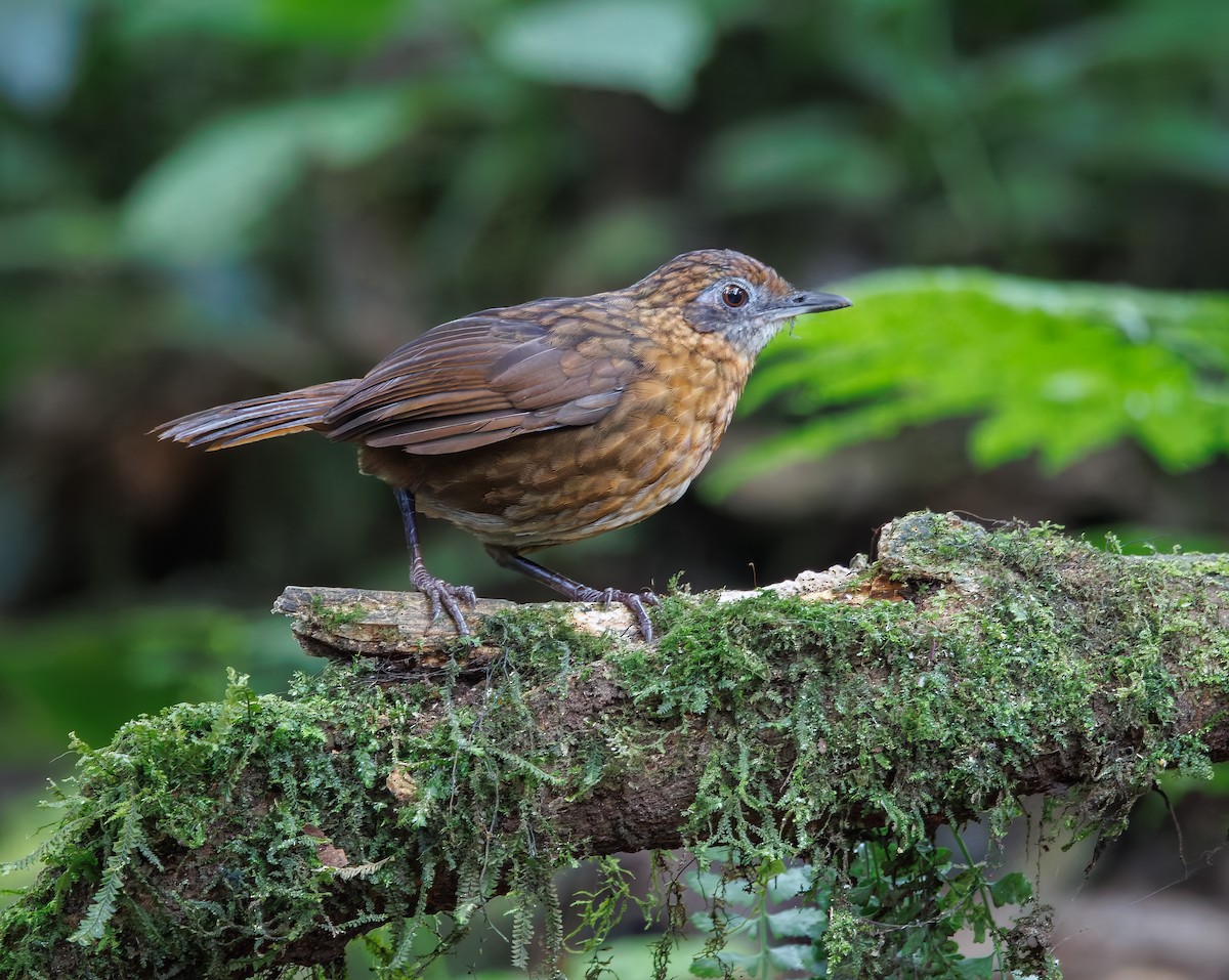 Rusty-breasted Wren-Babbler - ML641284395