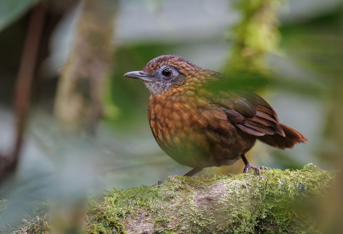Rusty-breasted Wren-Babbler - ML641284396