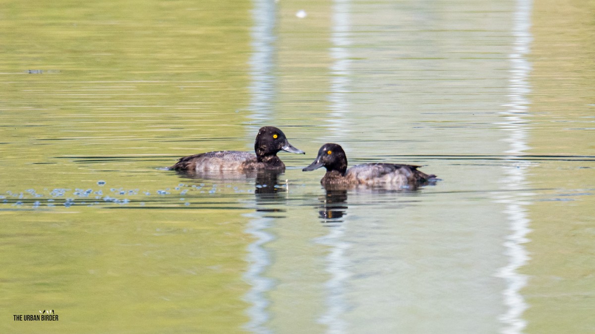 Lesser Scaup - ML641284405