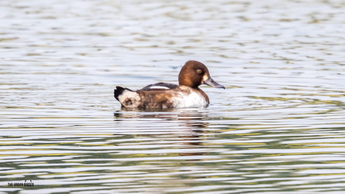 Lesser Scaup - ML641284408