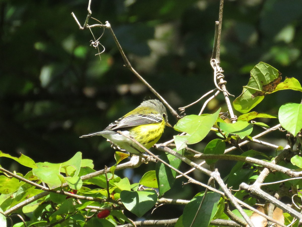 Magnolia Warbler - ML641284427