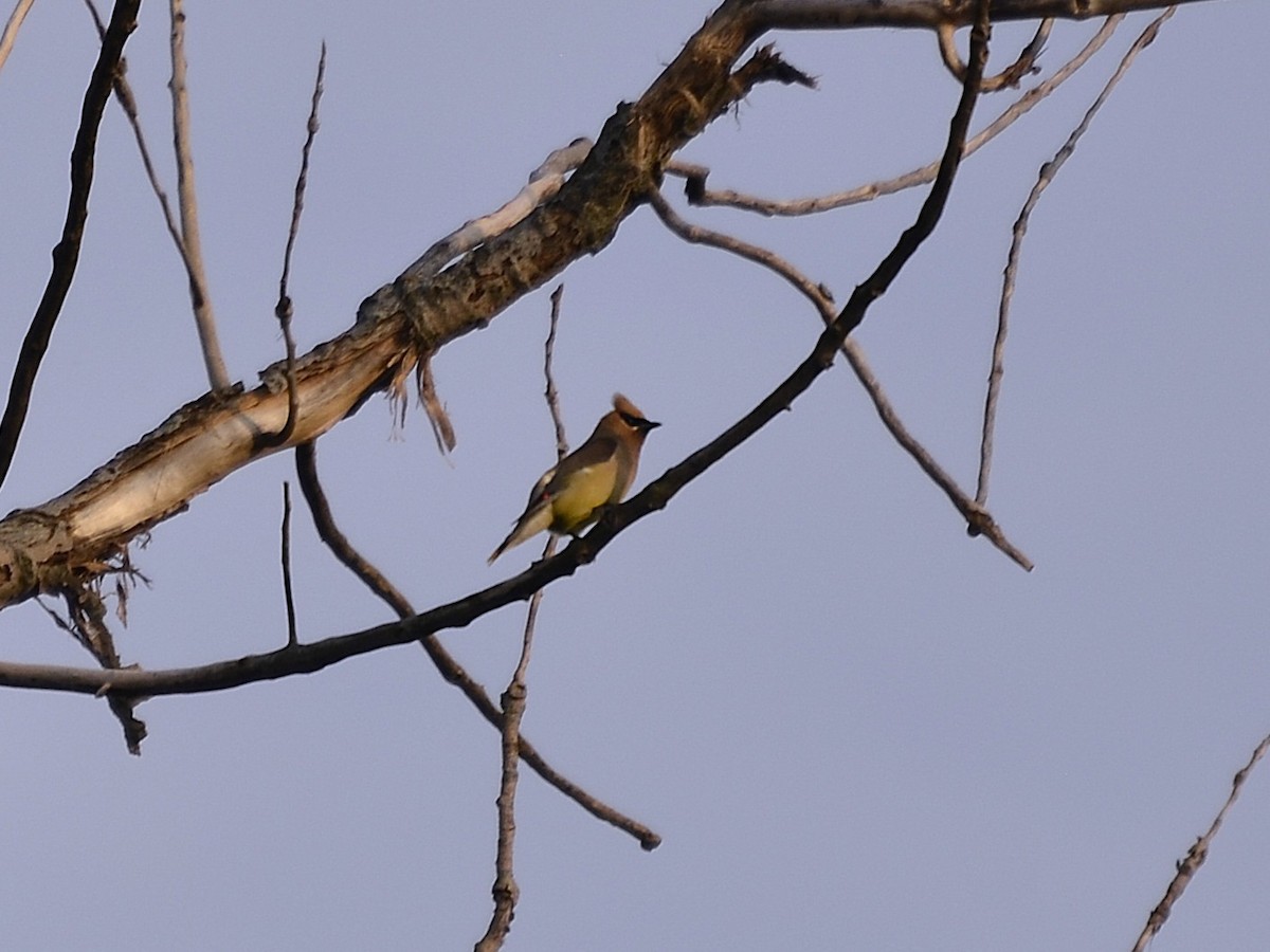 Cedar Waxwing - ML641284429