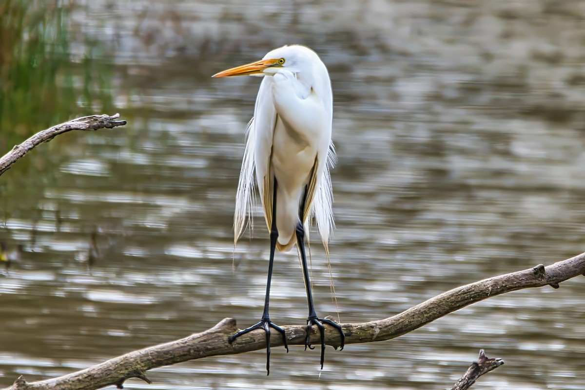 Great Egret (modesta) - ML641284432