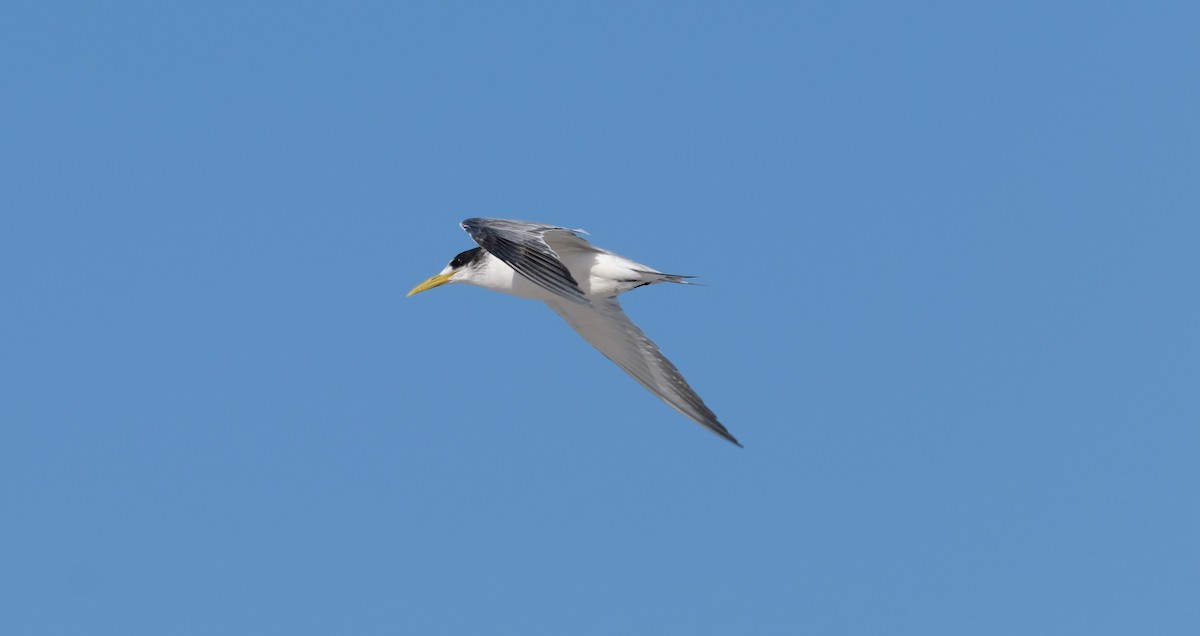 Great Crested Tern - ML641284434
