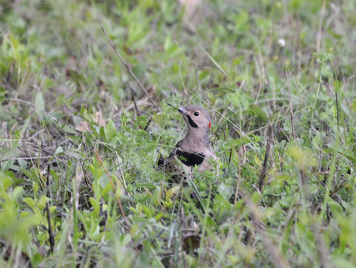 Northern Flicker - ML641284435