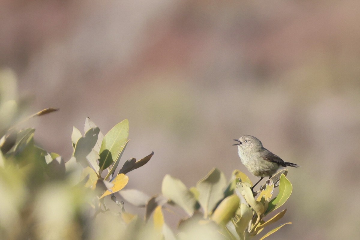 Slender-billed Thornbill - ML641284442