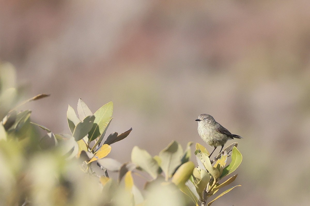 Slender-billed Thornbill - ML641284443