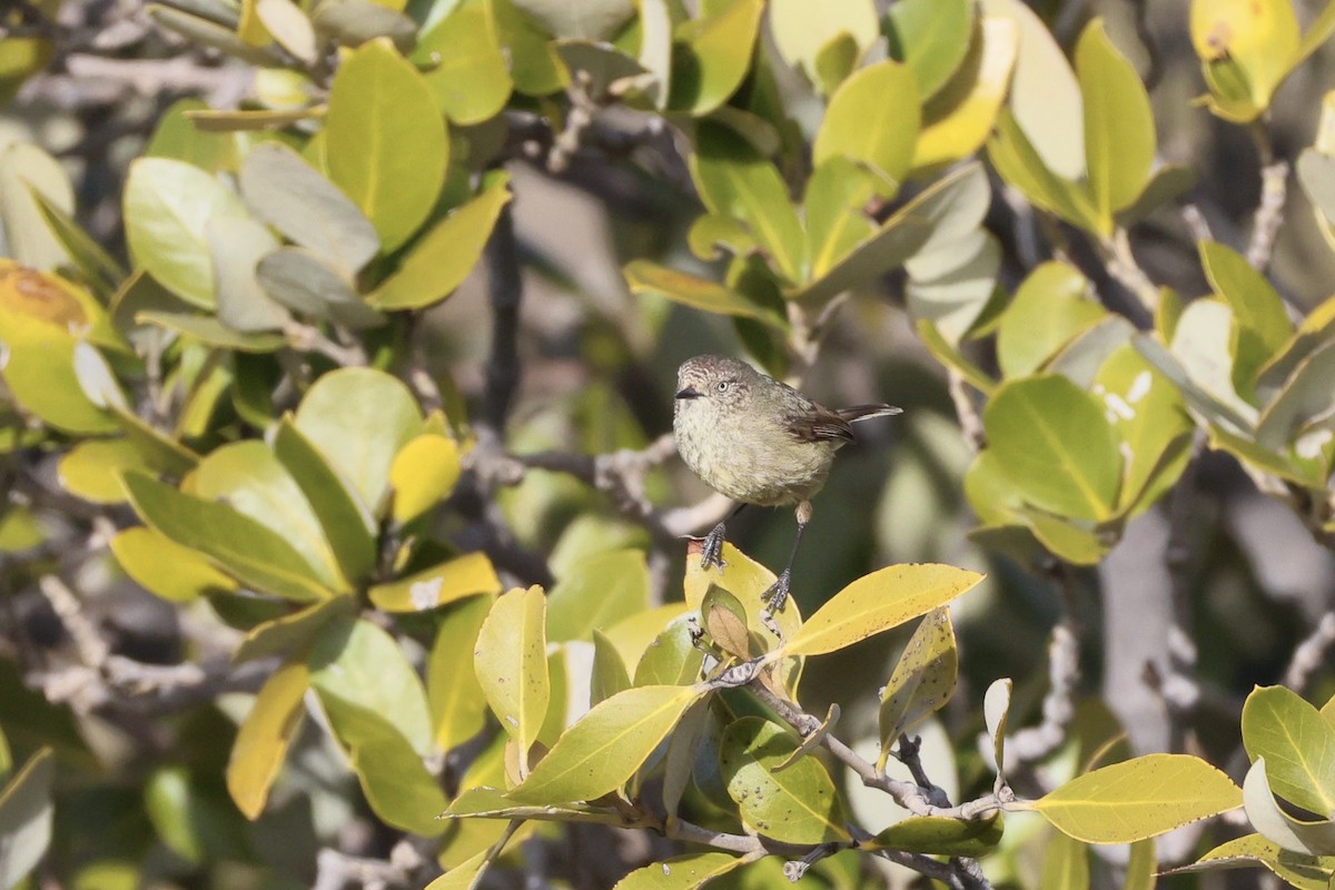 Slender-billed Thornbill - ML641284444