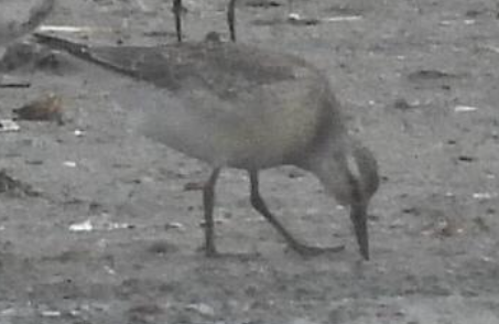 polarsnipe - ML641284504