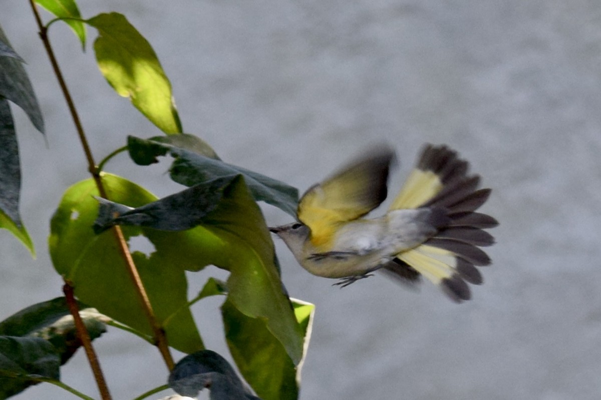 American Redstart - ML641284527