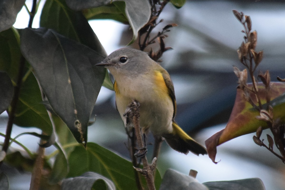 American Redstart - ML641284528