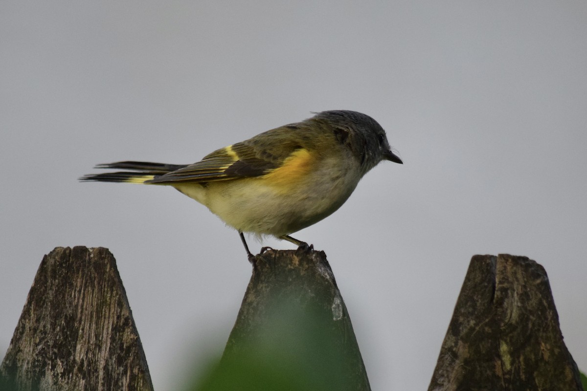 American Redstart - ML641284529