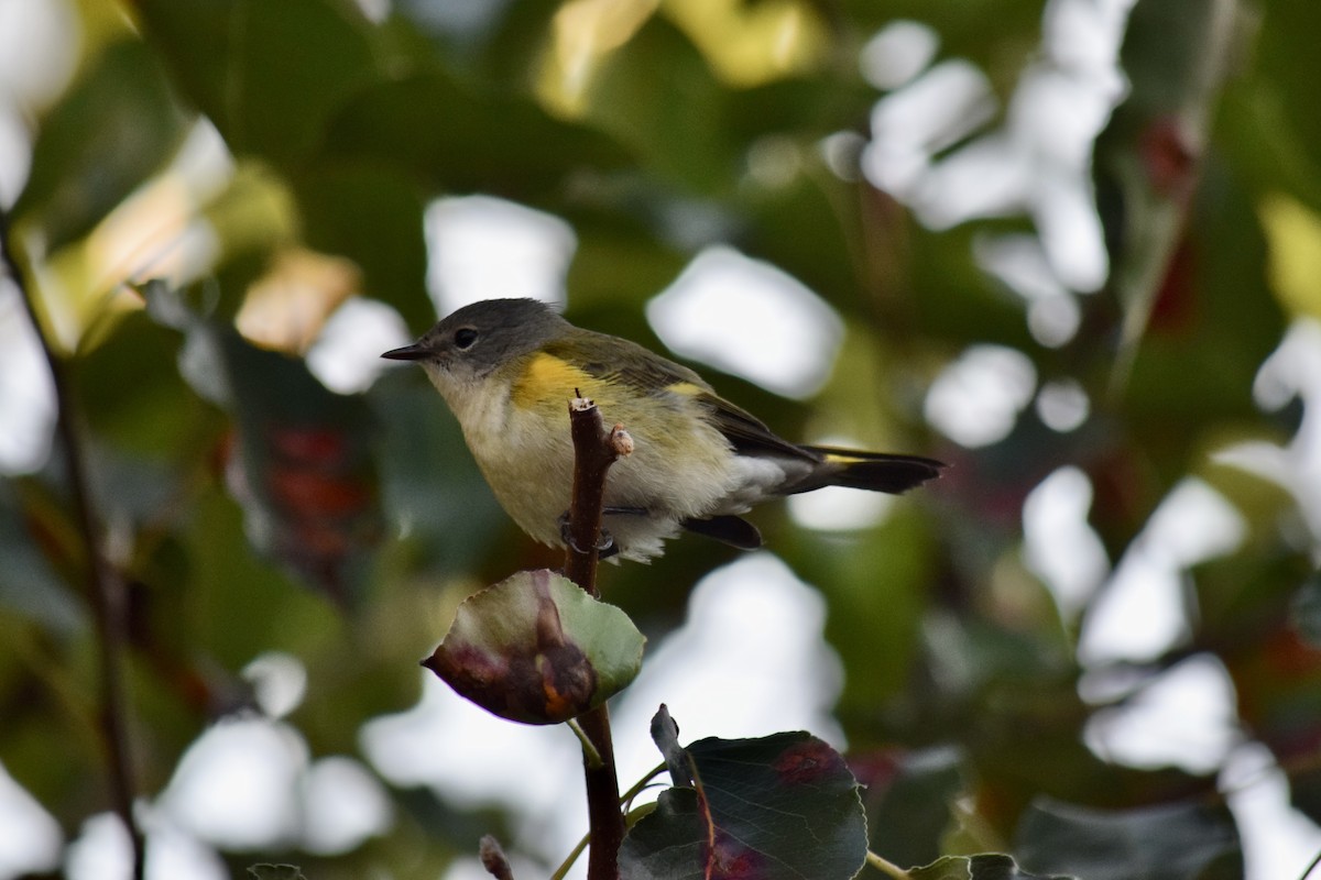 American Redstart - ML641284530