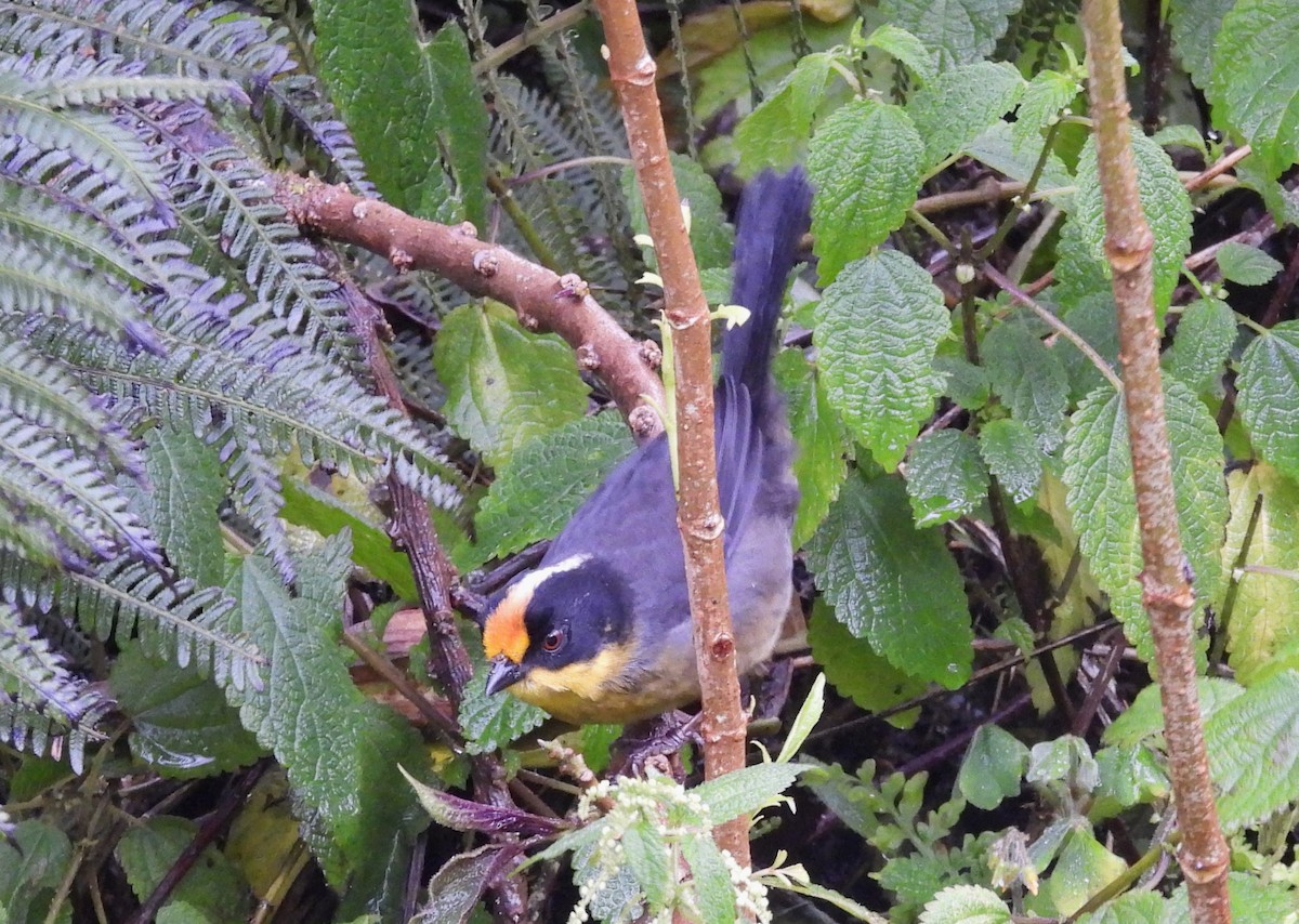 Pale-naped Brushfinch - ML641284533
