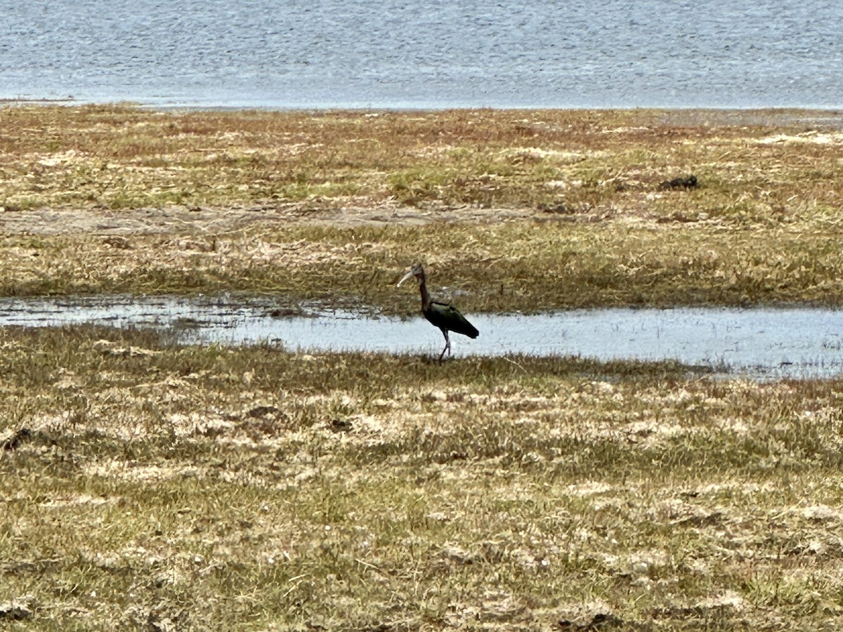 Glossy Ibis - ML641284565