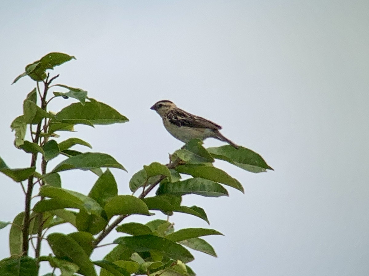 Pin-tailed Whydah - ML641284567